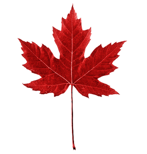 red maple leaf1